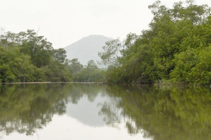 Bosque de manglar en Puerto La Flora