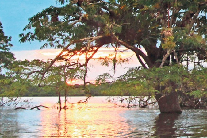 Laguna Lagartococha: Bajo Cuyabeno