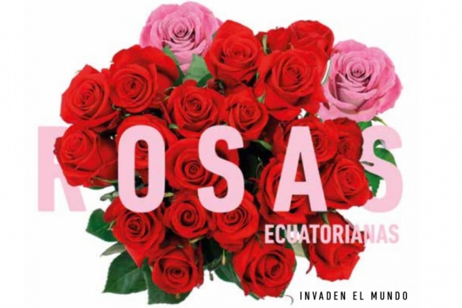 Las rosas ecuatorianas invaden el mundo