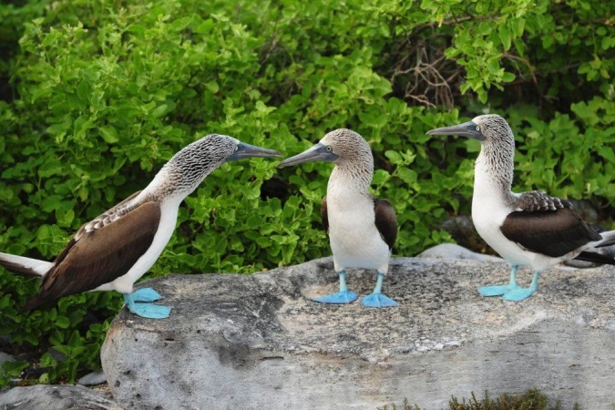 Observación de aves en Galápagos