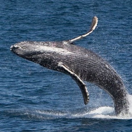 Observación de ballenas jorobadas Puerto López