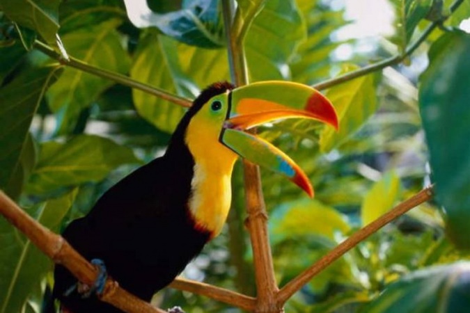 Parque real de aves exóticas