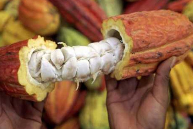 Ruta del Cacao, Guayas